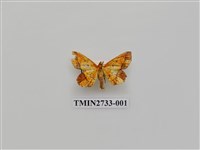 藏品(尺蛾289)的圖片